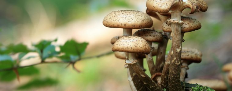 pexels-pixabay-45205