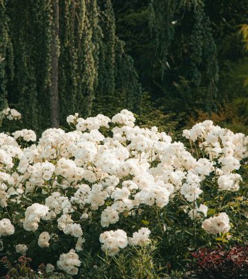 pexels-roman-odintsov-8189071 copy