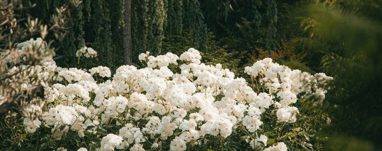 pexels-roman-odintsov-8189071 copy