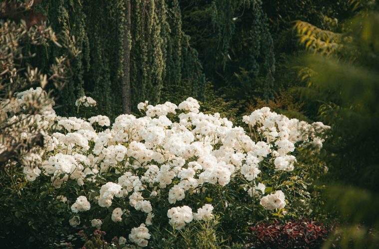 pexels-roman-odintsov-8189071 copy