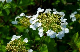 pexels-sergeispas-1151756-17148603