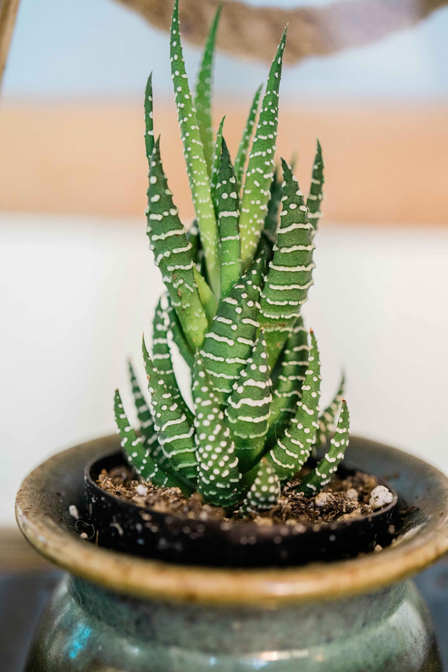 pexels-thepaintedsquare-10880509 copy