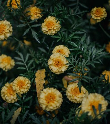 pramod-tiwari-cn3_yhwHmC8-unsplash copy