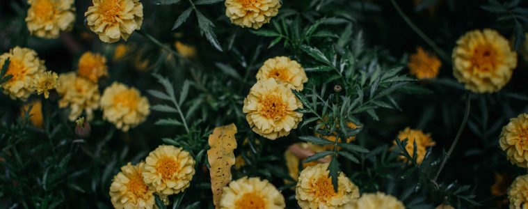 pramod-tiwari-cn3_yhwHmC8-unsplash copy