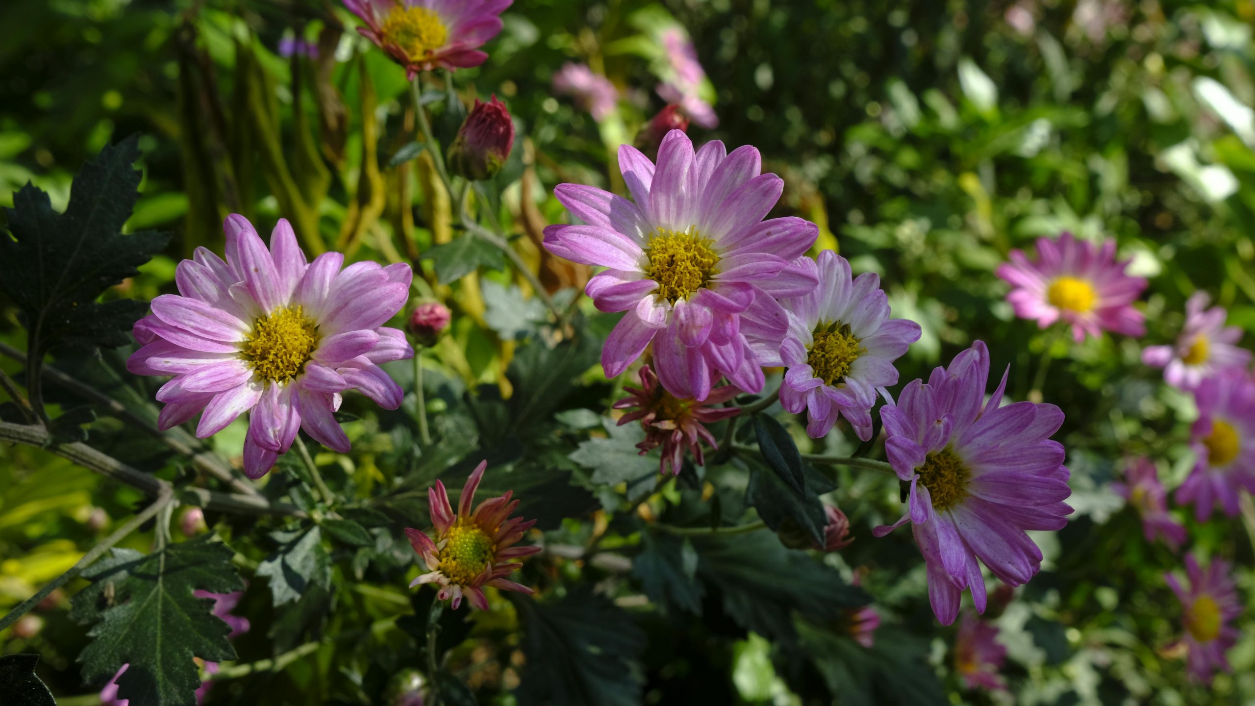 pexels-dh-2646402-34951985