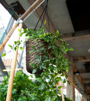 pexels-katriengrevendonck-2101483