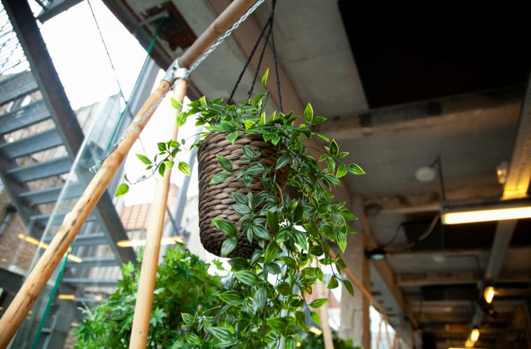 pexels-katriengrevendonck-2101483