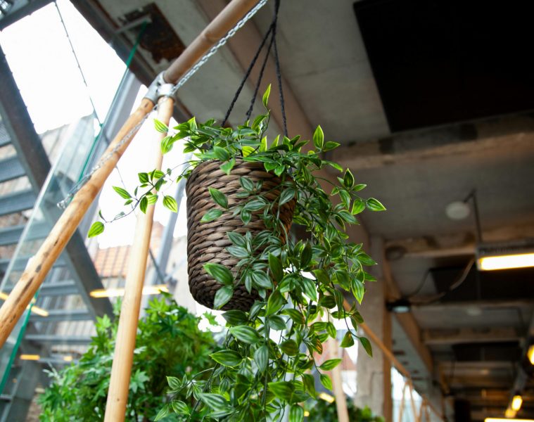 pexels-katriengrevendonck-2101483