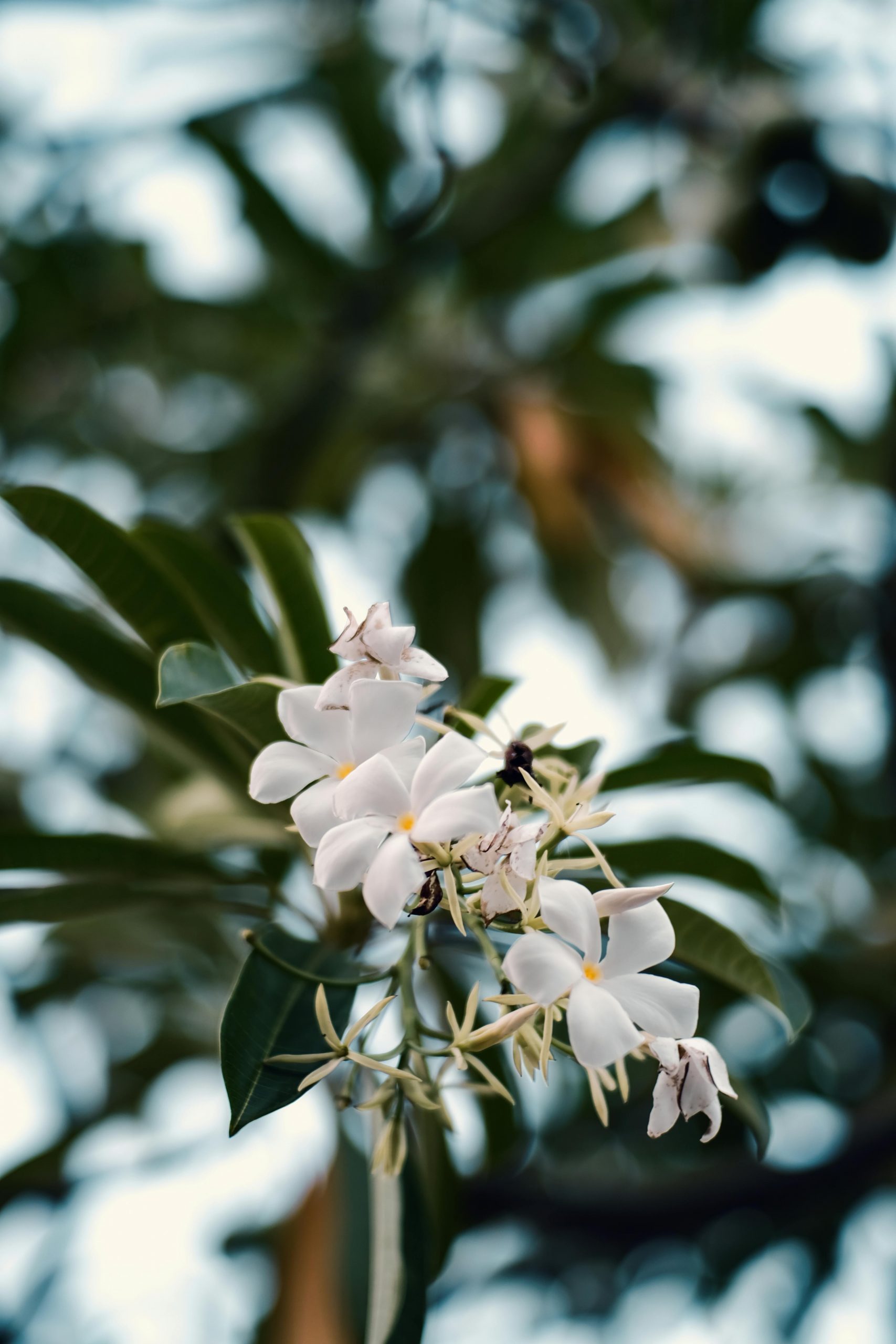 pexels-nsu-mon-1803488-16571532