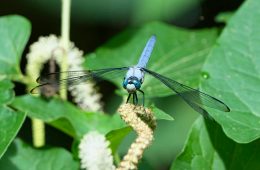 pexels-pete-weiler-784399974-26595676