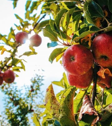 pexels-shottrotter-574919