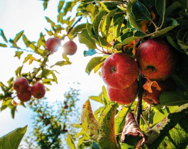 pexels-shottrotter-574919