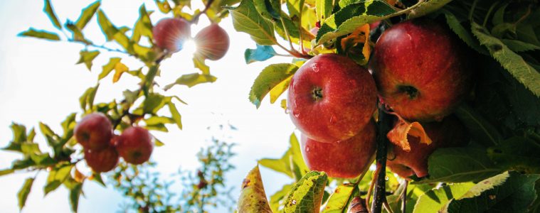 pexels-shottrotter-574919