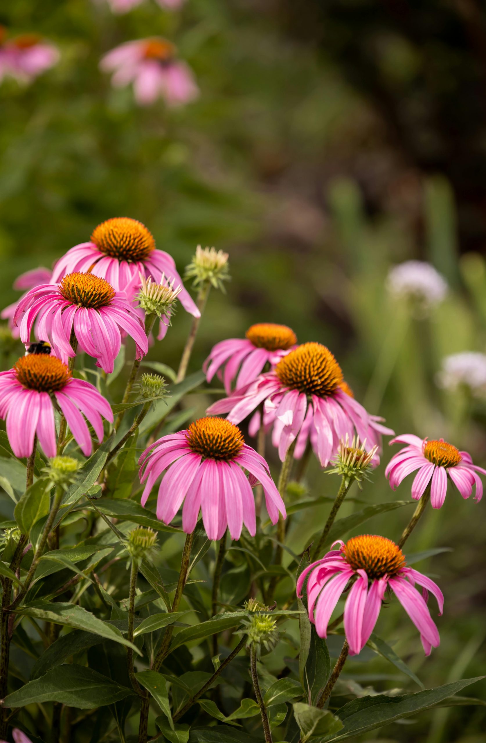 pexels-yana-26920101