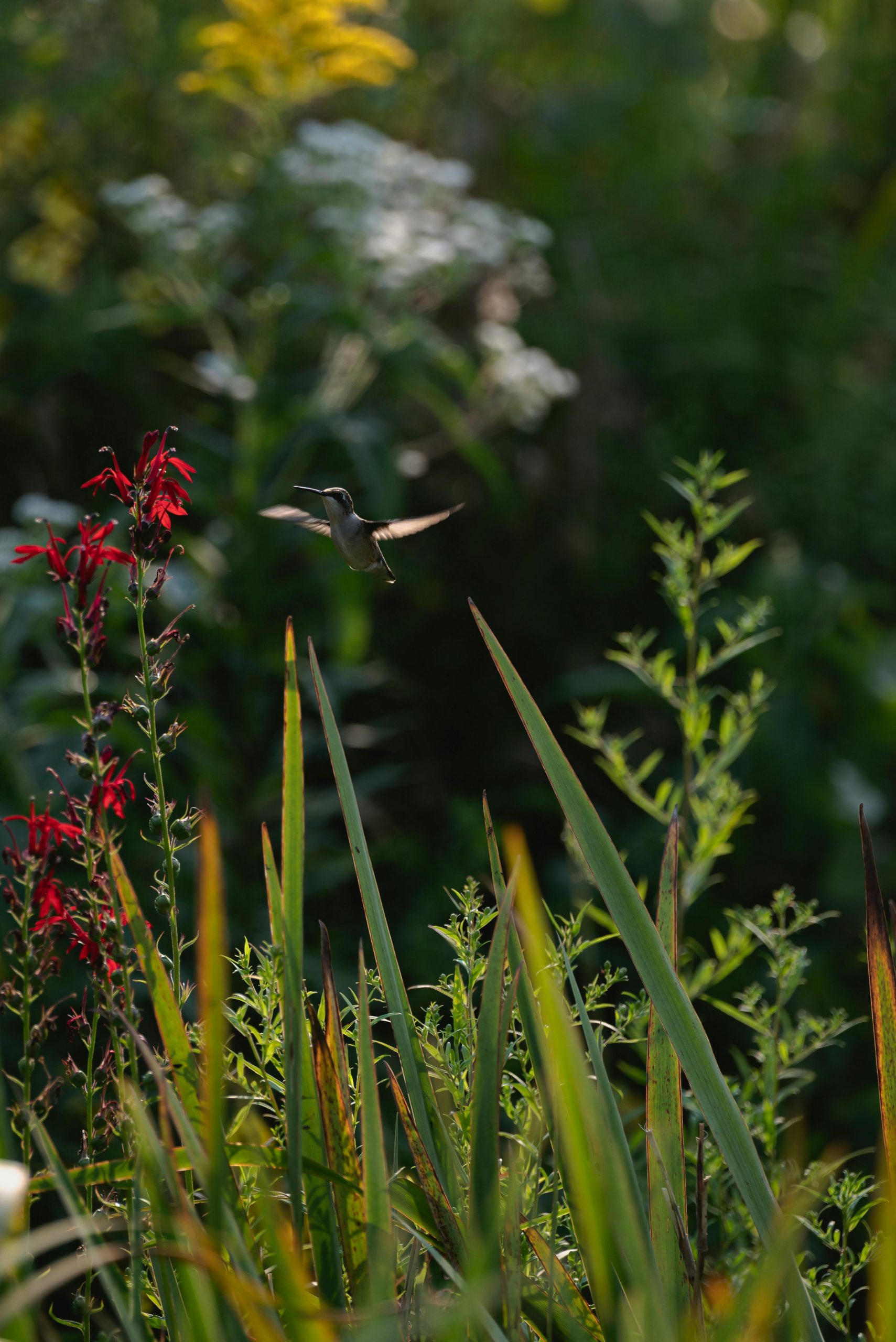 pexels-chris-f-38966-9778333