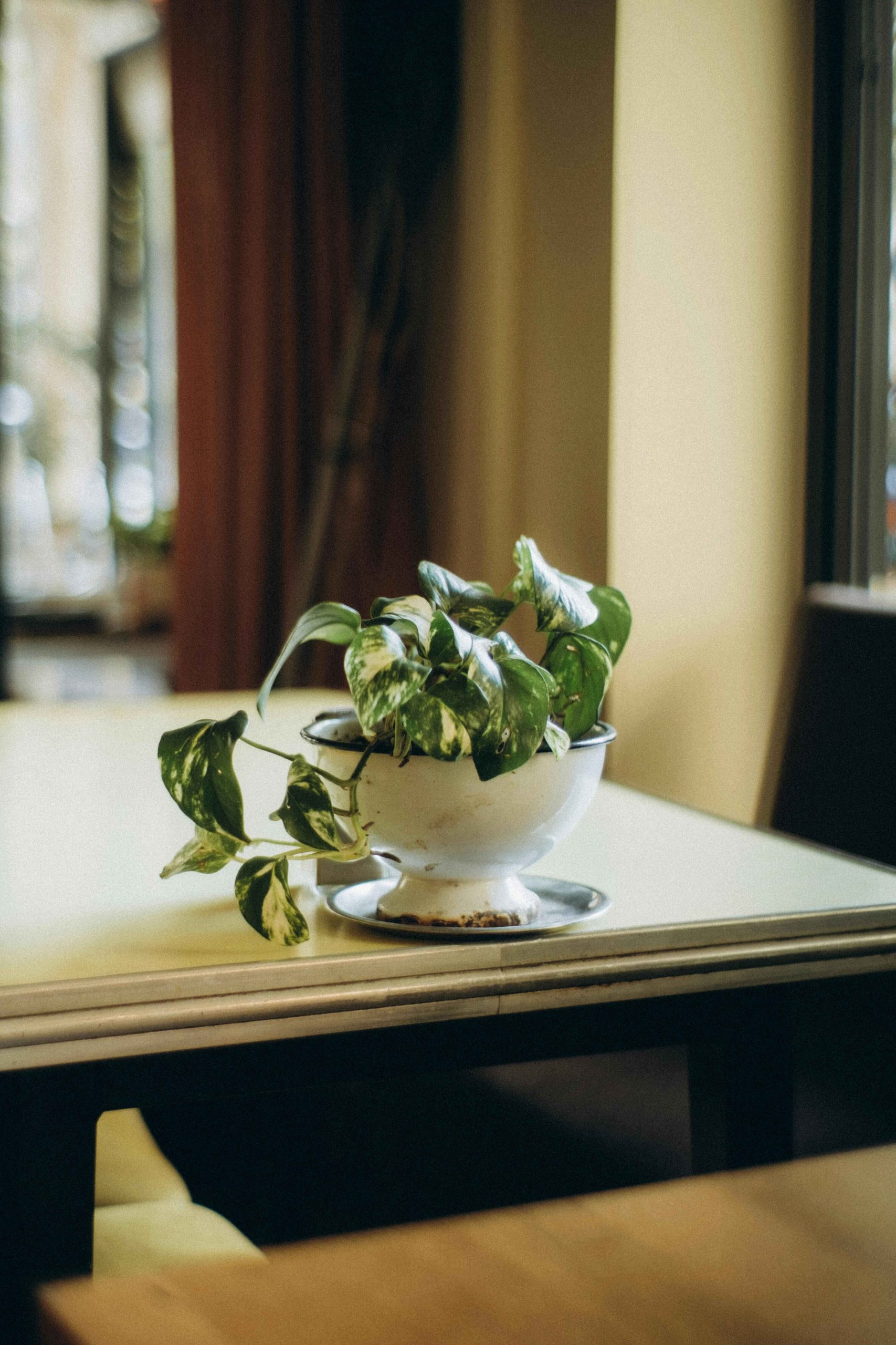 pexels-duygu-aci-2037502735-29139036 copy