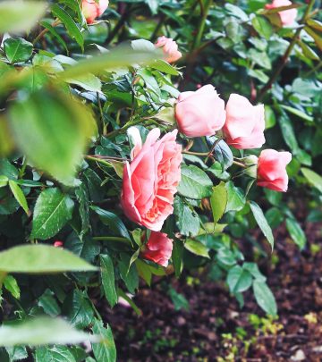 pexels-photograph-4335909