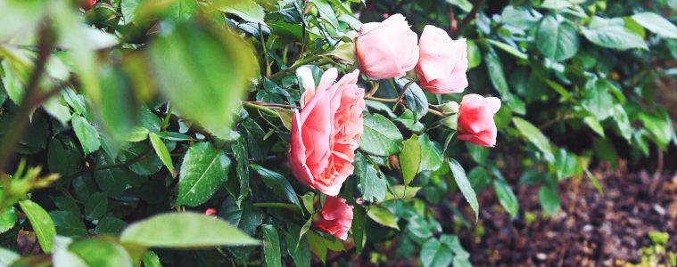 pexels-photograph-4335909