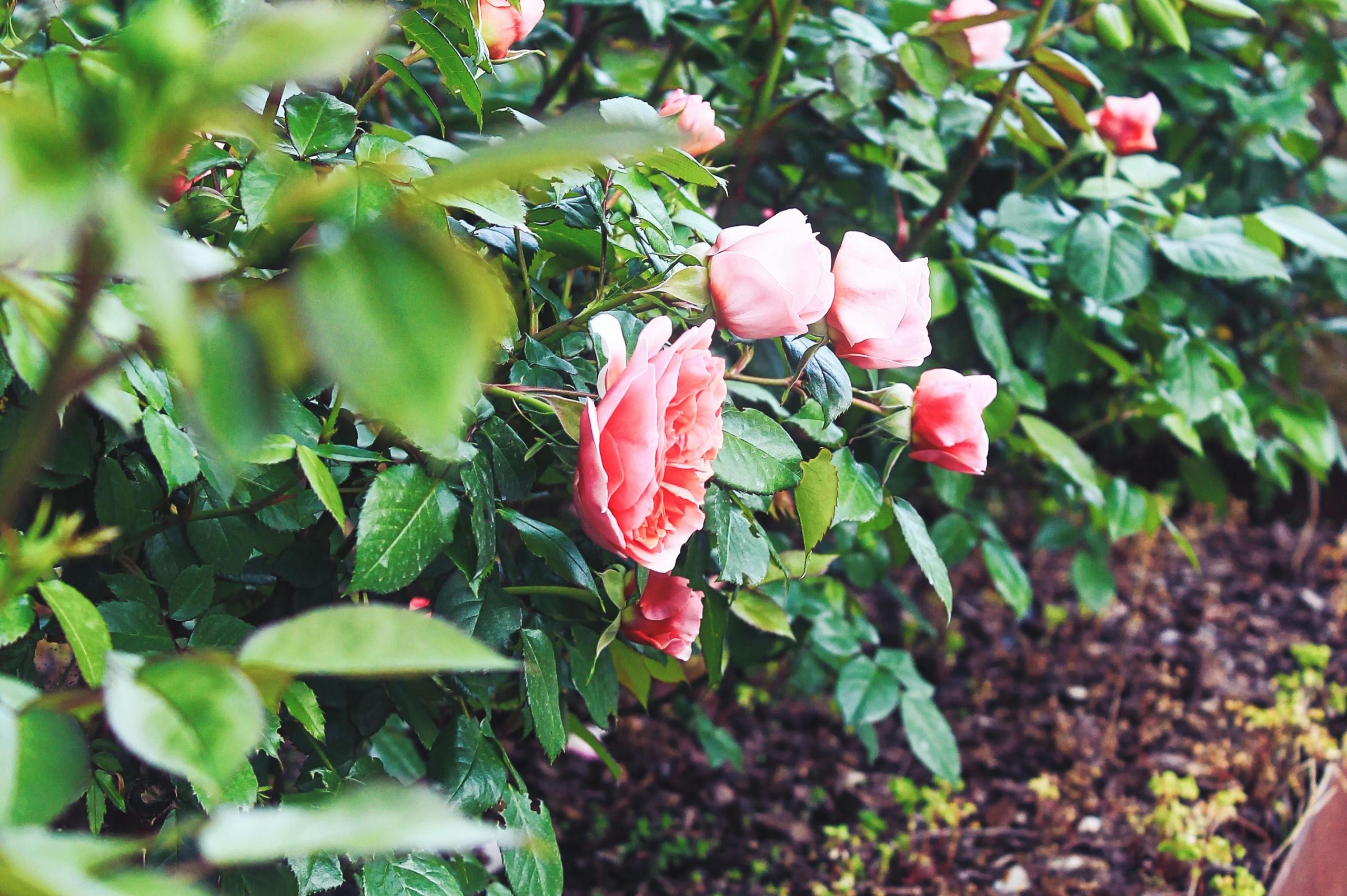 How to grow and care for roses: Expert tips for thriving roses | SA ...