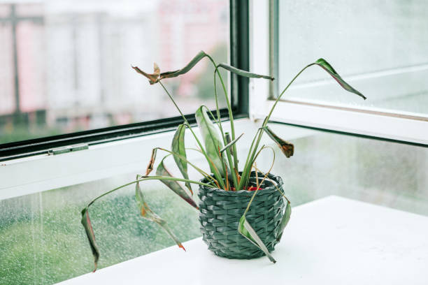 gettyimages-1496834689-612x612