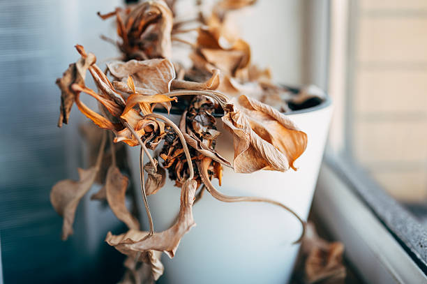 dried up houseplant in a black pot