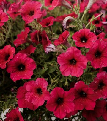 pexels-airamdphoto-9408449