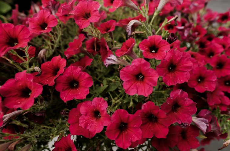 pexels-airamdphoto-9408449