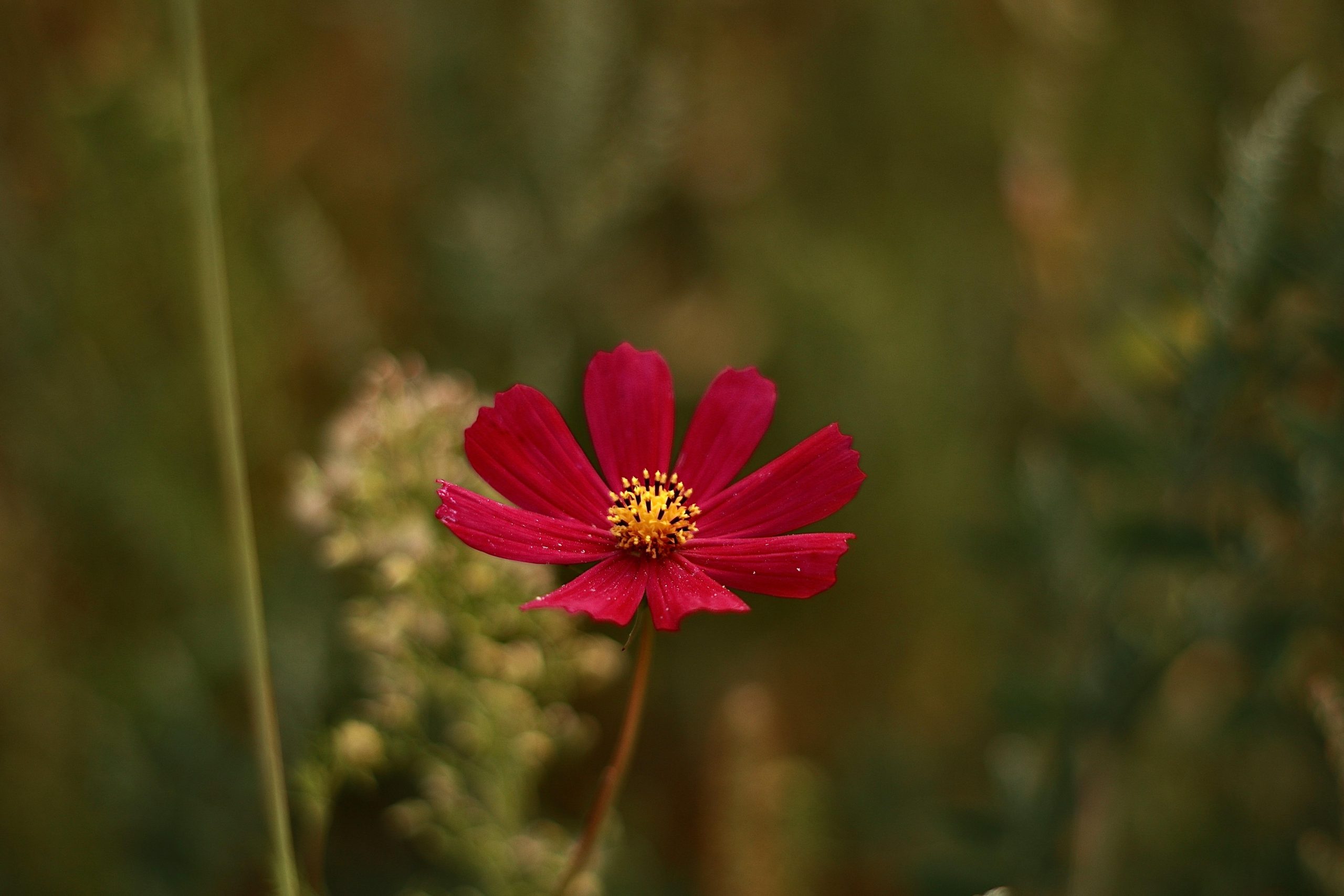 pexels-alex664961-27915324