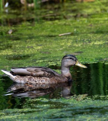 pexels-am83-27703599