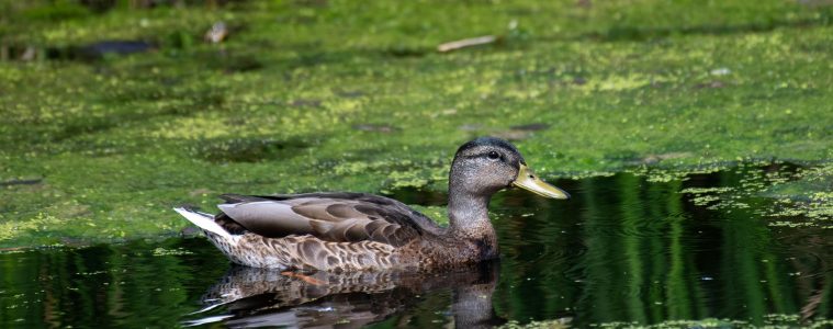 pexels-am83-27703599