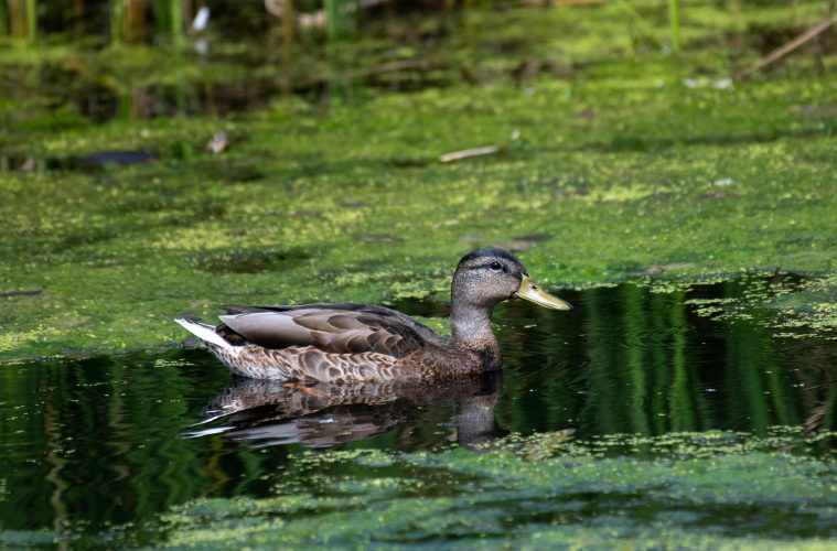 pexels-am83-27703599