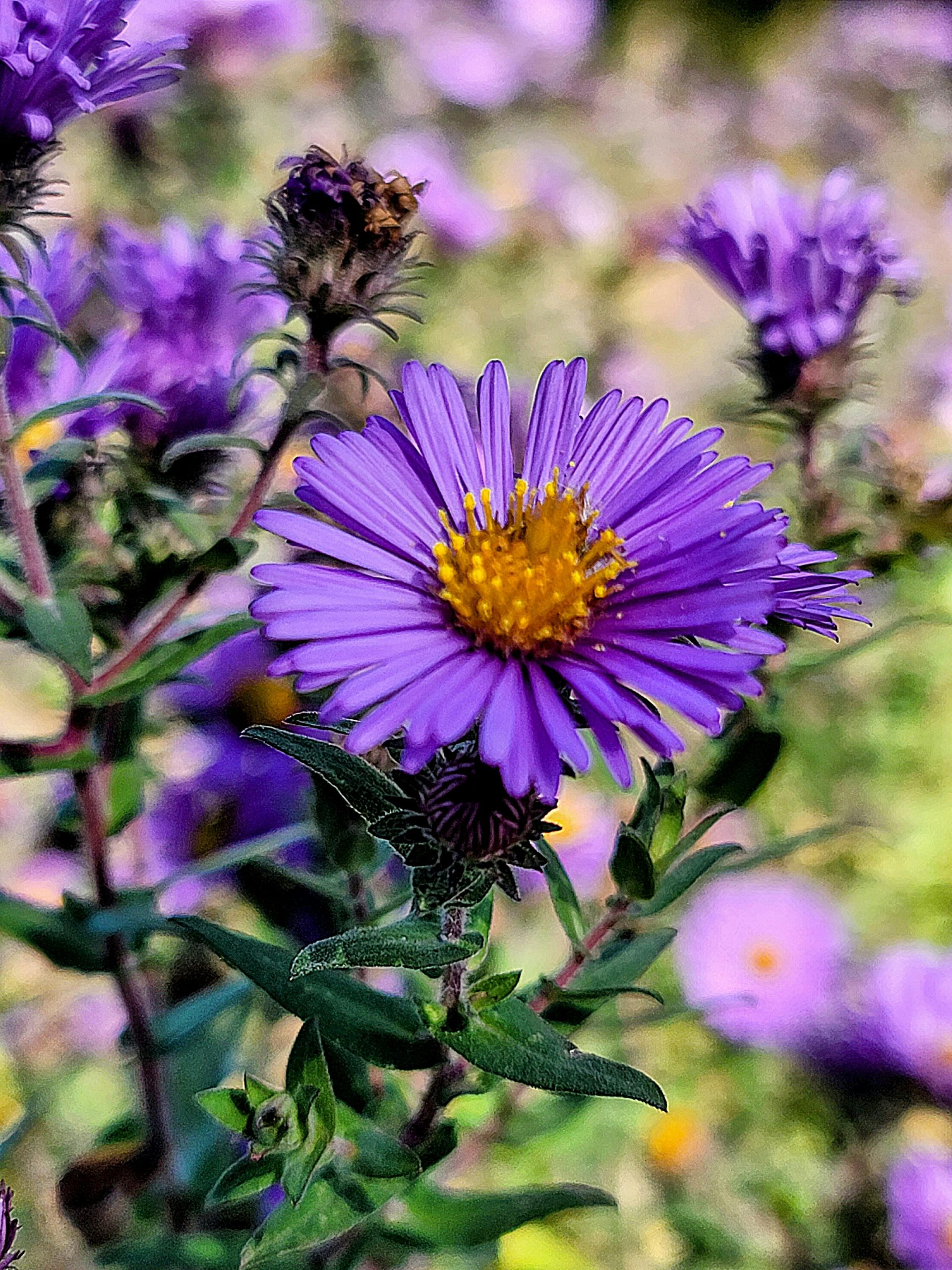 pexels-bobbi-1488135-33650502