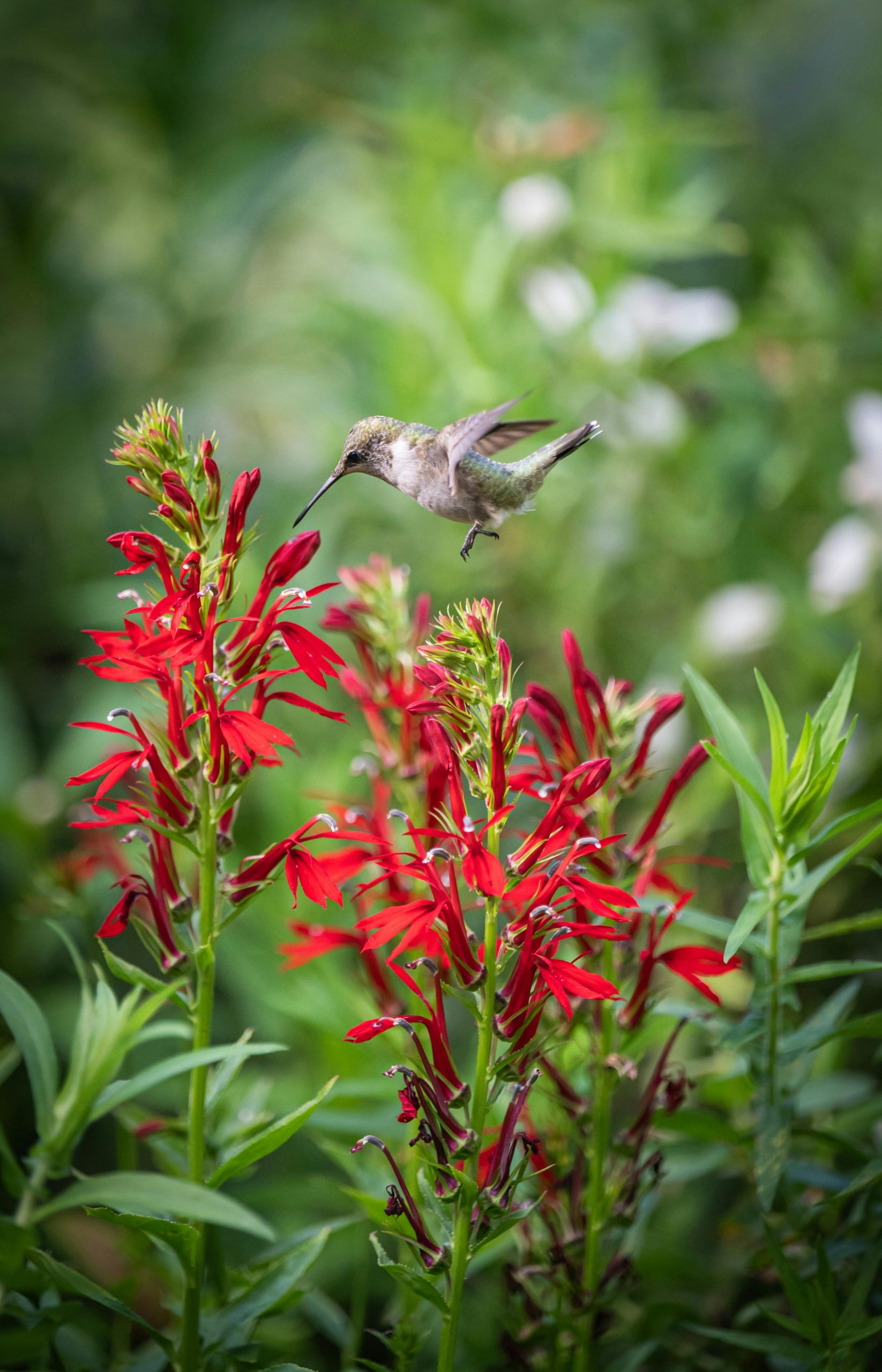 pexels-chris-f-38966-28143800