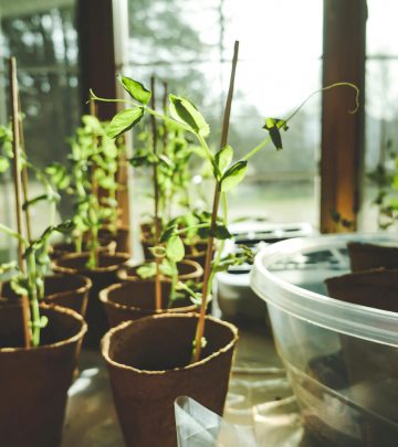 pexels-corin-1105018