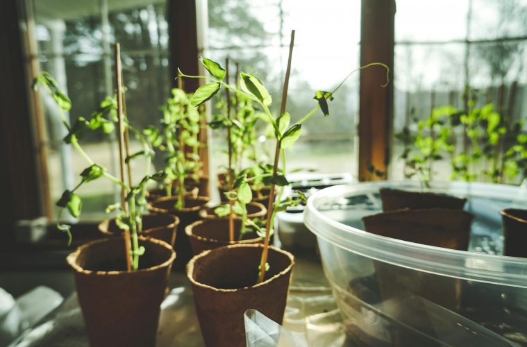 pexels-corin-1105018