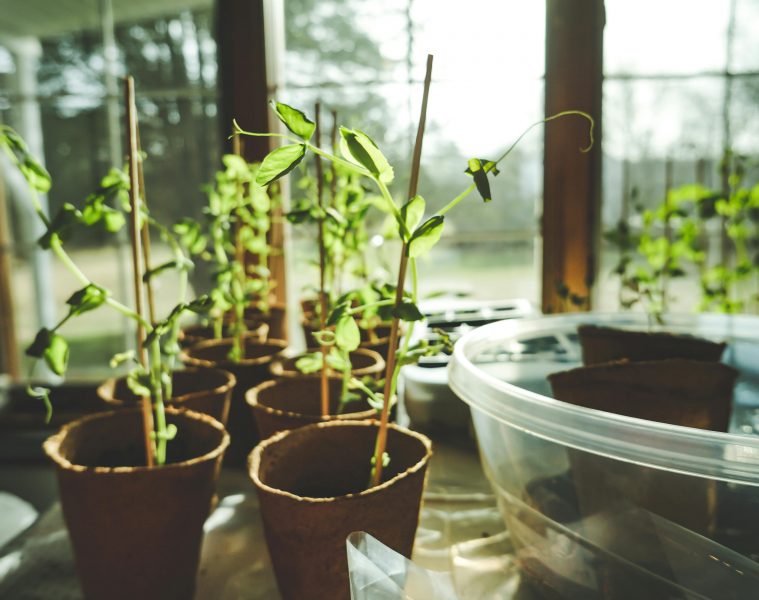 pexels-corin-1105018