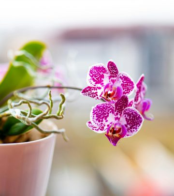 pexels-corneliu-stefan-esanu-464800618-15719384