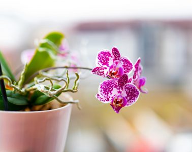 pexels-corneliu-stefan-esanu-464800618-15719384