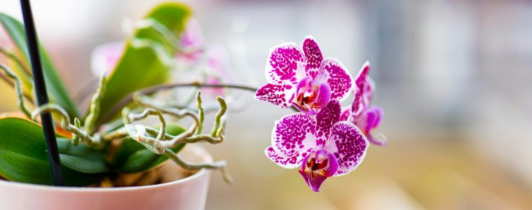 pexels-corneliu-stefan-esanu-464800618-15719384