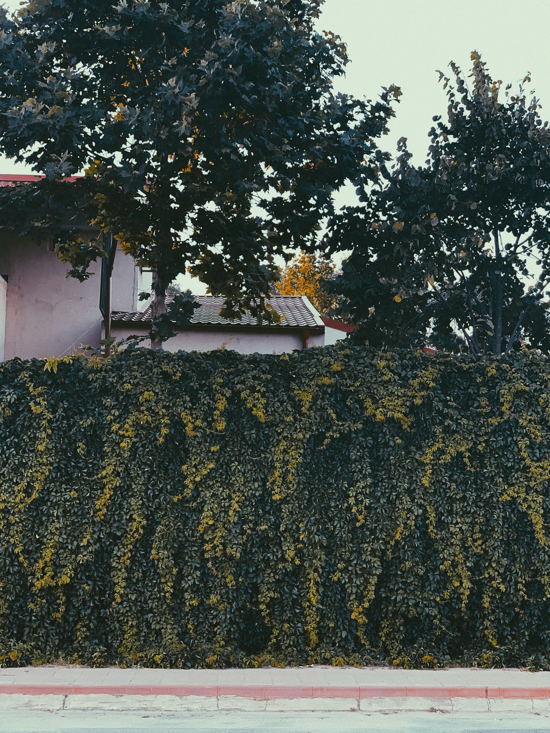 pexels-didsss-4941917