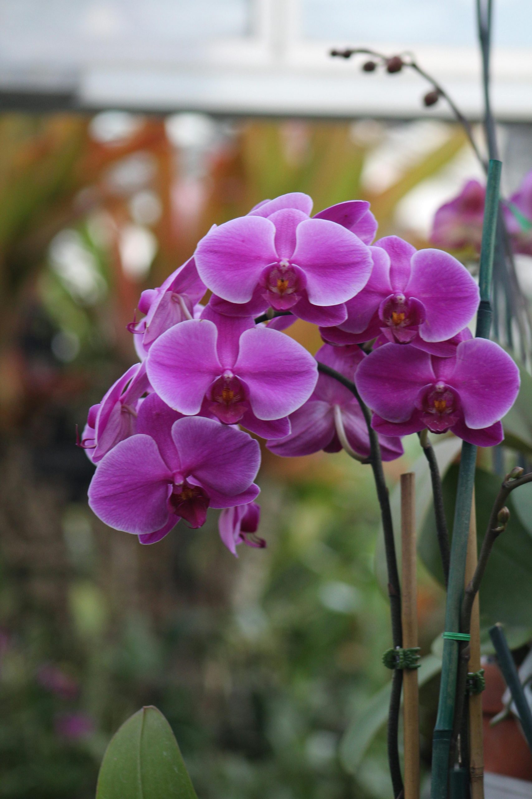 pexels-dresden-benke-1963297600-29409522