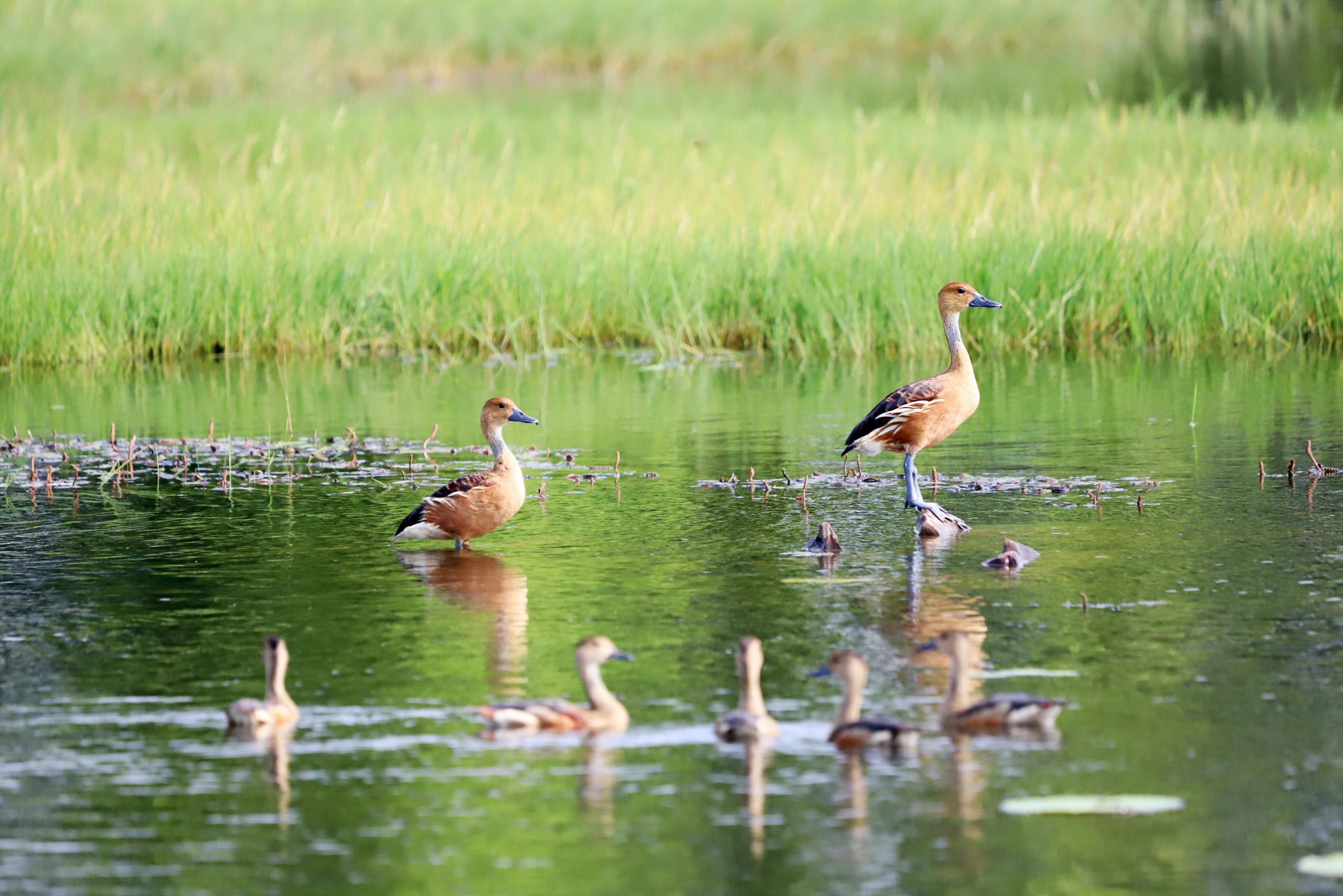 pexels-dropshado-32547424