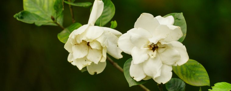 pexels-duy-le-duc-1257907900-24200646