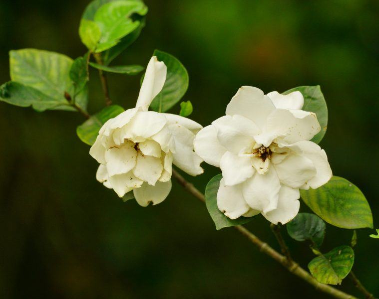 pexels-duy-le-duc-1257907900-24200646