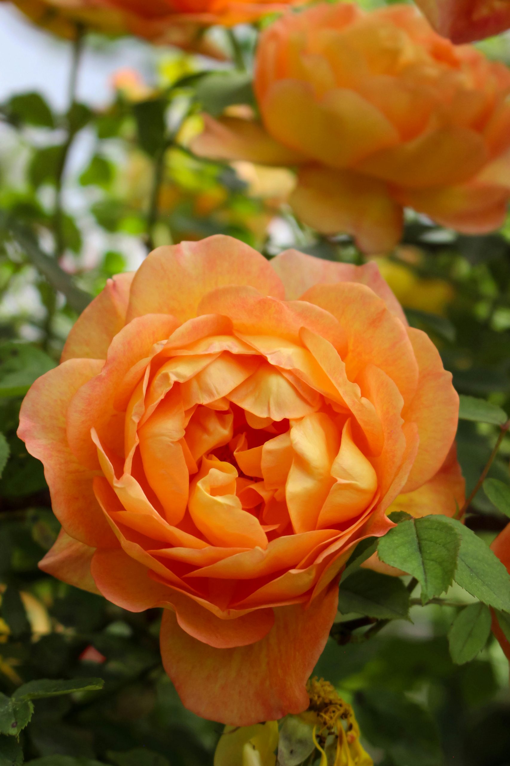 pexels-ebrubodyy-17013583