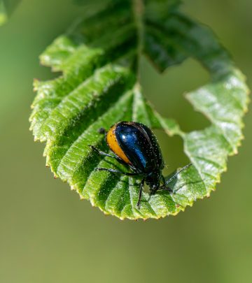 pexels-erik-karits-2093459-32391779