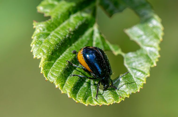 pexels-erik-karits-2093459-32391779