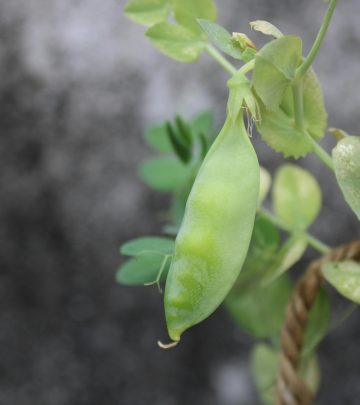 pexels-greennature-18259648