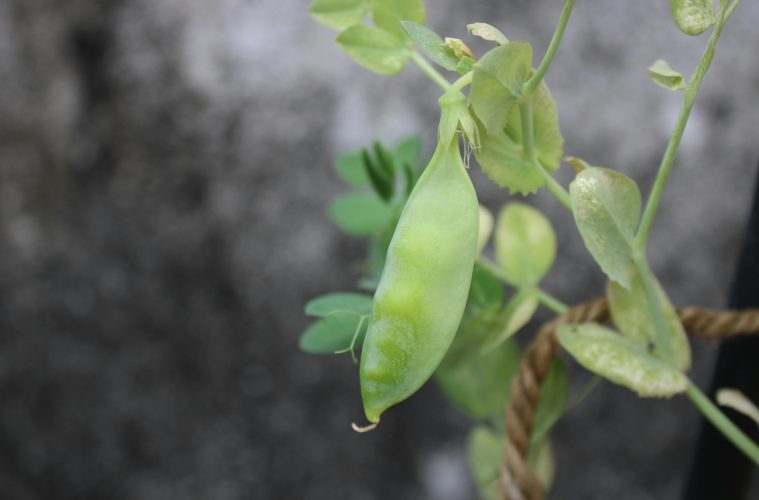 pexels-greennature-18259648