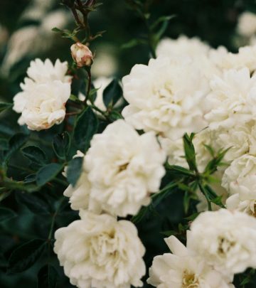 pexels-holodna-17864190